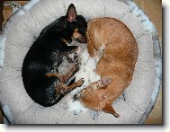 Kluci spolu v pel�ku