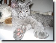 Albert - le��c� odpo��vaj�c�