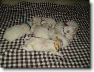 �t���tka vrh D