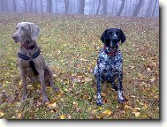 Vega a Dyk:nerozlu�n� dvojka