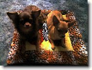 zase pol�t��ek