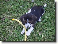 Hoky - n� strakat� poklad