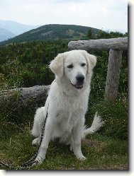 Ayrin Orlick� talisman