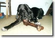 Vep�ov� hole� z MZN v�stavy v Brn�