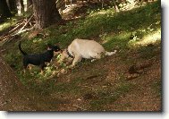 Amy�ka a Britu�ka