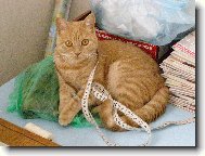 Skv�l� pomocnice