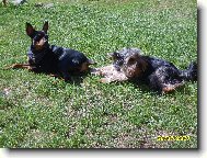 s k�mem Osk�rkem