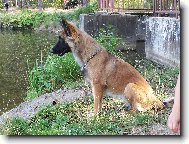 El� 9 m�s�c� malinois