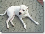 Barney Barrandovsk� Str�bro