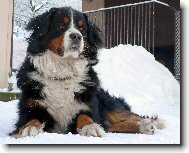 Betty v zim� - www.bspes.cz