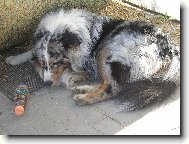 Australsk� ov��k