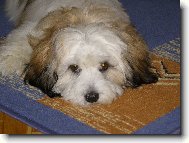 havansk� bi�onek