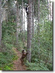 Blondy a ko�i�ka