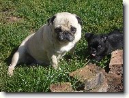 Eli�ka s brabant�kem