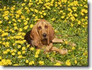 Siesta v pampeli�k�ch