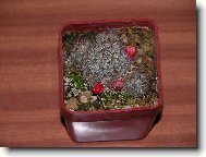 Mammillaria Prolifera