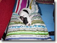 Lilith - v�t�� mimi