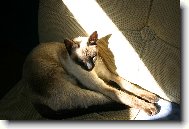 Ka�tan na sv� obl�ben�m slune�n�m m�st�