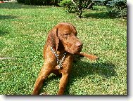 Paddy z D���na