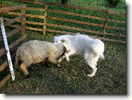 Souboj t�k�ch vah