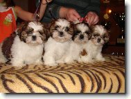 �t���tka prodej www.kaybaroshi.pl