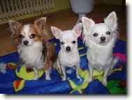 Kry�tofek Jassinka a Terinka