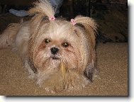 Su�ka ma rada kosti�ku