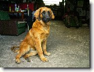 p�lro�n� sle�na