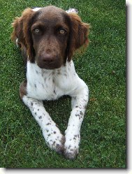 Mal� m�nsterlandsk� oha�