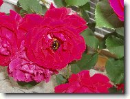 Si pre �u rados�