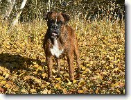 Blondy v podzimn�m slunci