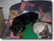 mazl��ek Korynka