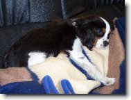 �Hmm, jsem pr� v�stavn� pes?"