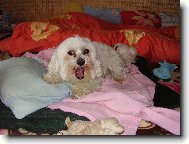 jsem n�jak� unaven�:-))