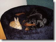 N�v�t�va v pel�ku