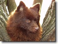 Hn�d� hlavi�ka