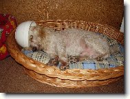 Na pam�tku Ri�inka...