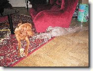 p�j�� mi to taky