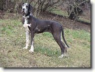 Abby - Andromeda Chotuck� hv�zda