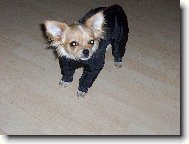 Na�e �ivavka Phoebe