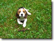 Bude ze m� lovec......pro za��tek jsem �apnul klac�k :)