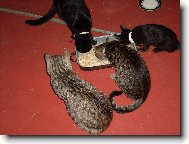 ko���� sme�ka