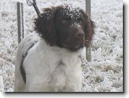 Brix od Zaj�cova ml�na