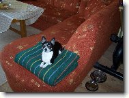 Anynka z Hav��ova