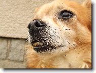 �um�n a jeho �upl�k