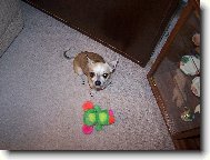 Max��ek z Hav��ova