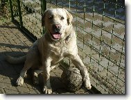 Cliff��ek fotbalista