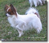 Eset porubsk� kv�t