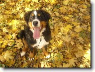 Kr�ska v list� :-*