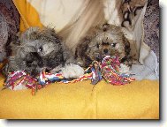 Charlie a Niki br�kov�